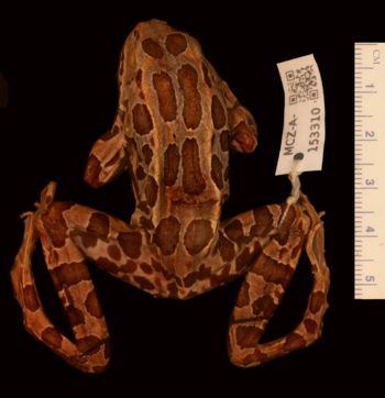 Media type: image;   Herpetology A-153310